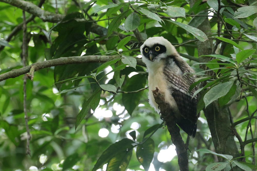 Spectacled Owl